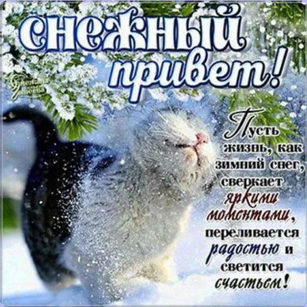 Хорошего зимнего снежного дня. Зимний привет. доброго снежного дня. отличного дня и настроения снежного. зимний приветик.