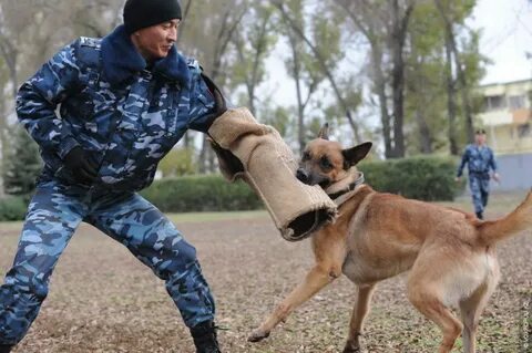 Кинологи обучающие собак