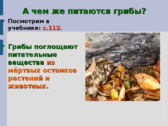 Поглощение питательных веществ грибами. Полезные вещества в грибах. Грибы всасывают питательные вещества всей поверхностью тела. Хищные грибы узбекистана книга. Грибы всасывают питательные вещества всей поверхностью тела.
