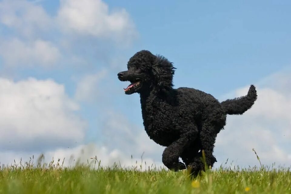 Карликовый королевский пудель. Пудель тикап мини. Играть пудель. Карликовый пудель тикап. Бегущий карликовый пудель.