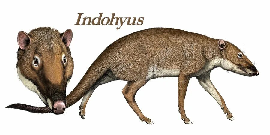 Индохиус предок кита. Indohyus Major. Предки китопарнокопытные. Пакицет животное. Китообразные парнокопытные