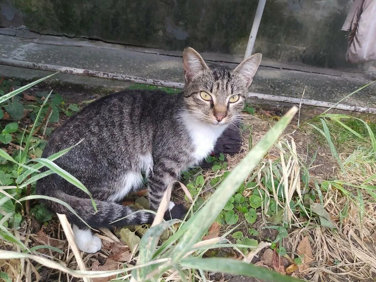 Крысоловы. Кот крысолов порода. Московский крысолов кошка. Крысоловы. Сибирская крысоловка кошка.