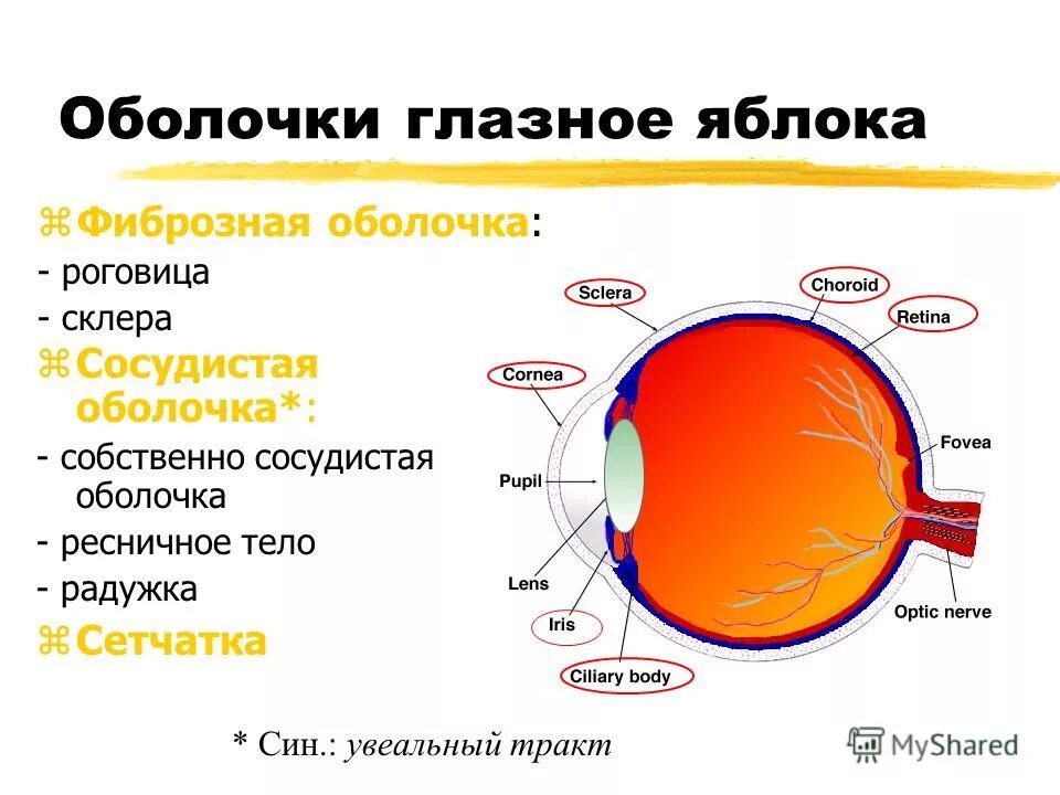 Характеристика оболочки глазного яблока