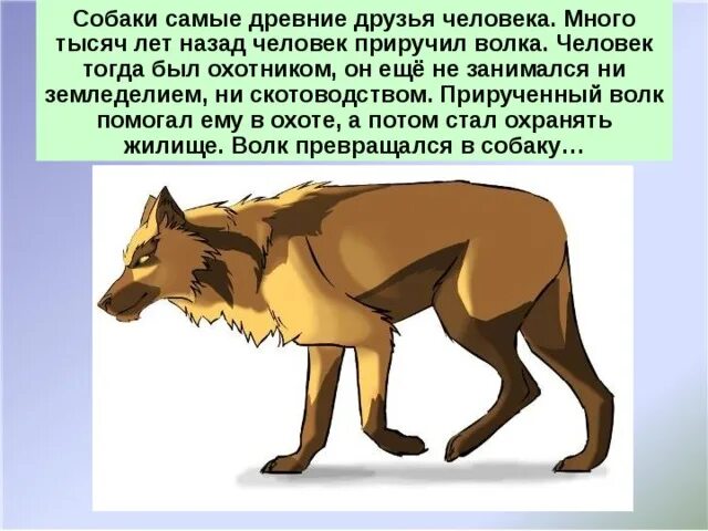 Я приручила бешеную собаку бывшего мужа. Когда человек приручил собаку. Памятник бешеной собаке. Я приручила бешеную собаку. Когда человек приручил собаку.