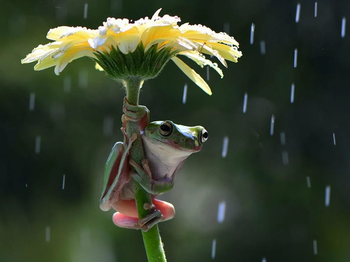 А по утру лягушки квакали. Лягушонок с зонтиком. Лягушка под дождем. Лягушонок под дождем. Зонт лягушка.