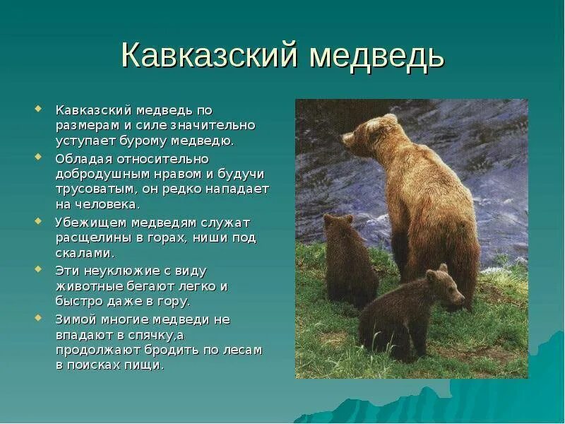 Кавказский бурый медведь описание. Бурый медведь Краснодарского края. Животные Краснодарского кра. Кавказский медведь. В какой природной зоне живут бурые медведи