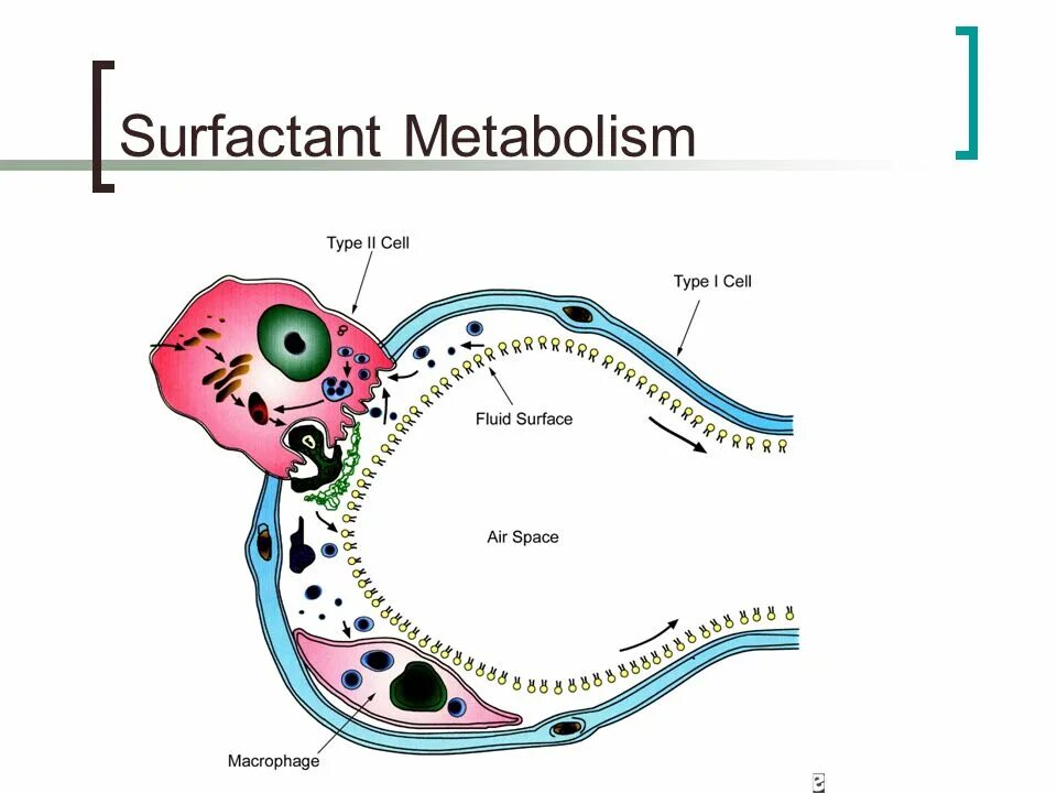 Art fact soft surfactant complex