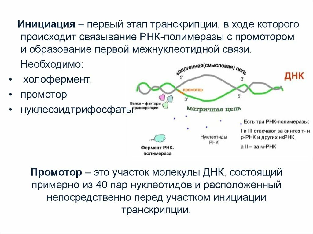 РНК полимеразы 2 инициация транскрипции. РНК полимераза 1 инициация транскрипции. РНК полимеразы прокариот. РНК полимераза 3 инициация транскрипции. Установите последовательность этапов транскрипции присоединение