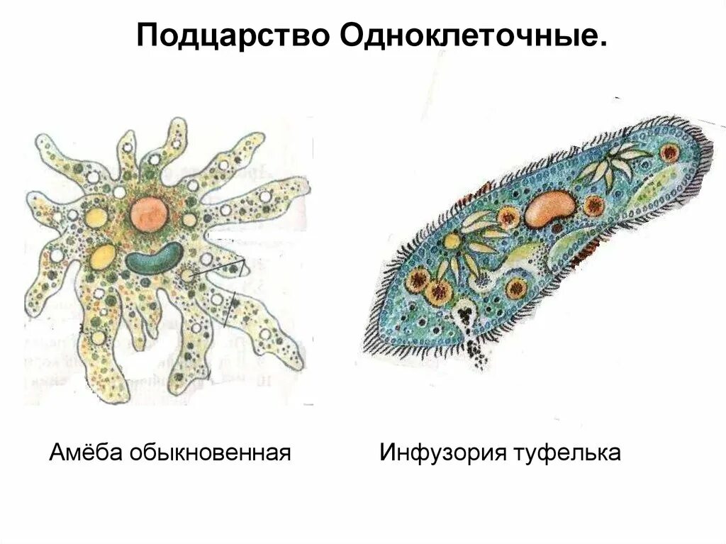 Одноклеточные организмы ам. Одноклеточные животные амеба туфелька. Амеба инфузория туфелька эвглена зеленая. Строение амебы и инфузории туфельки. Какую форму имеет простейшие