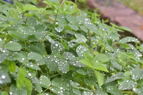 Дождевая вода польза