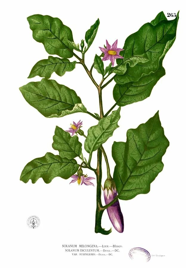 Лекарственные пасленовые растения примеры Botanic Nightshade plant, Nightshade, Deadly plants