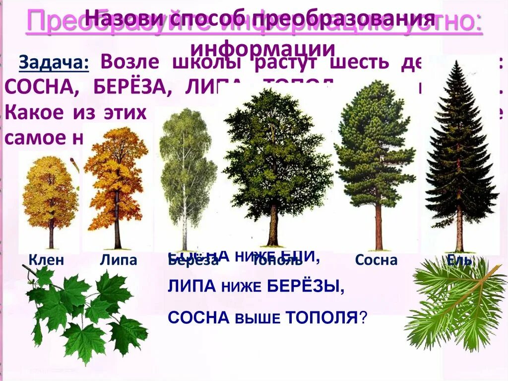 Возле школы растут 6 деревьев сосна береза липа Тополь ель и клен. Возле школы растут шесть деревьев сосна береза липа Тополь. Береза ель сосна липа. Деревья возле школы название.