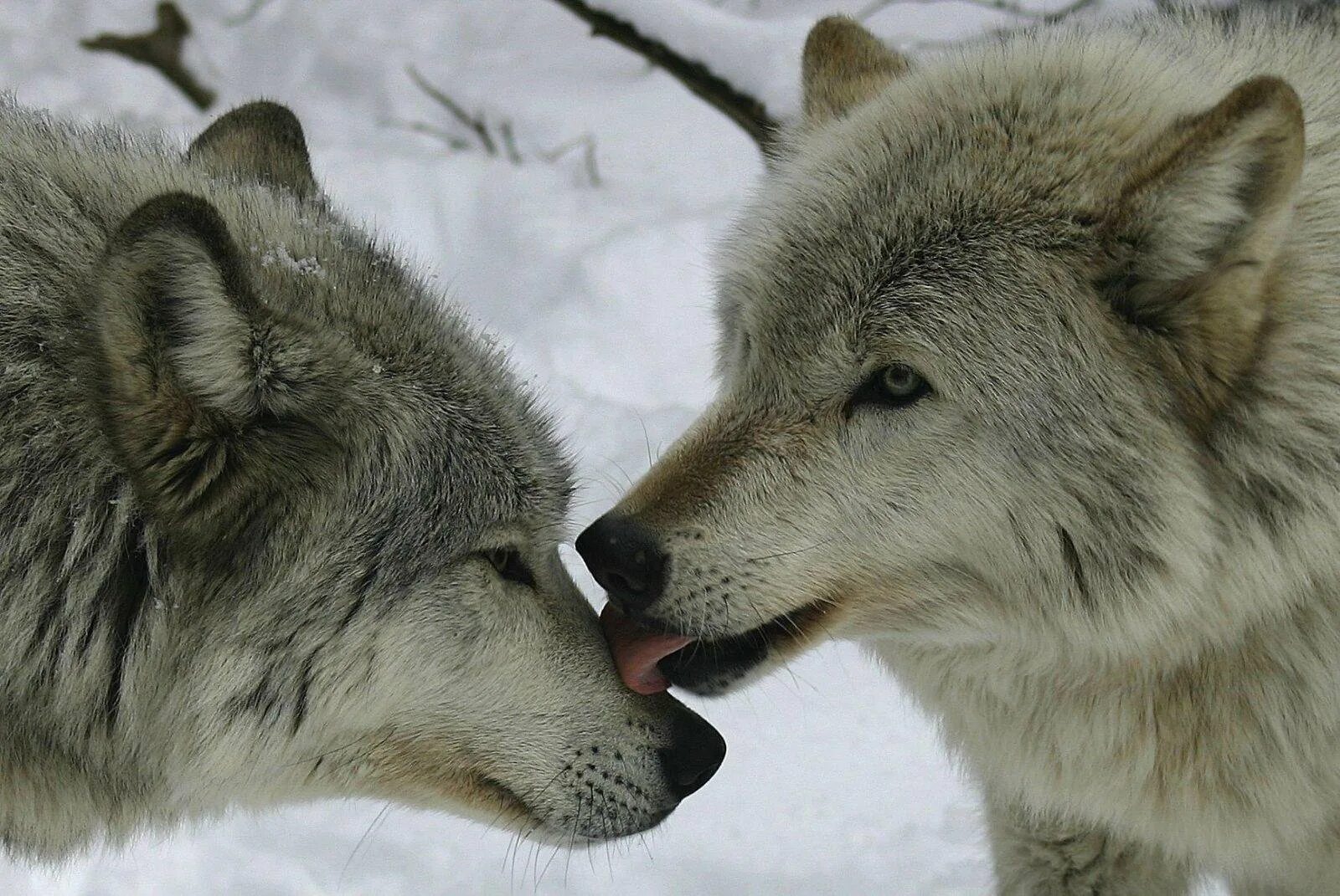 Волчья любовь 4
