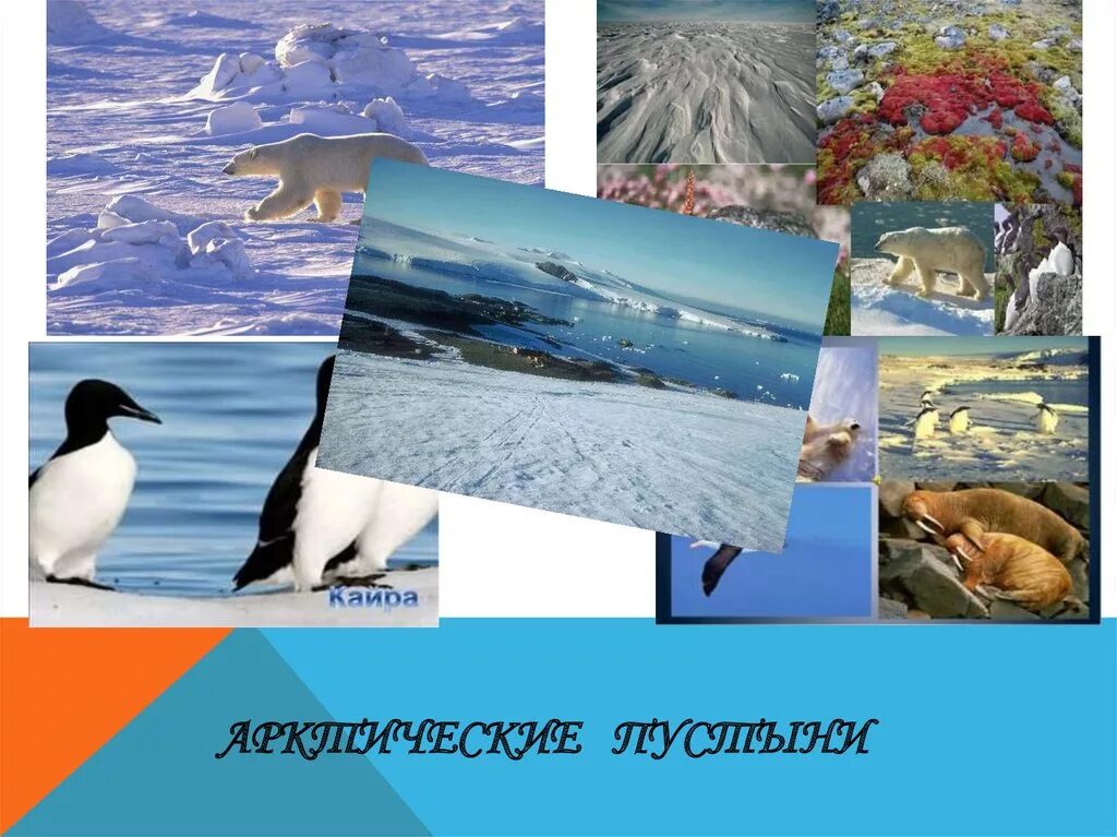 Угадай природную зону. Коллаж арктические пустыни. угадать природную зону по описанию. угадай природную зону по описанию.. отгадай природную зону россии.