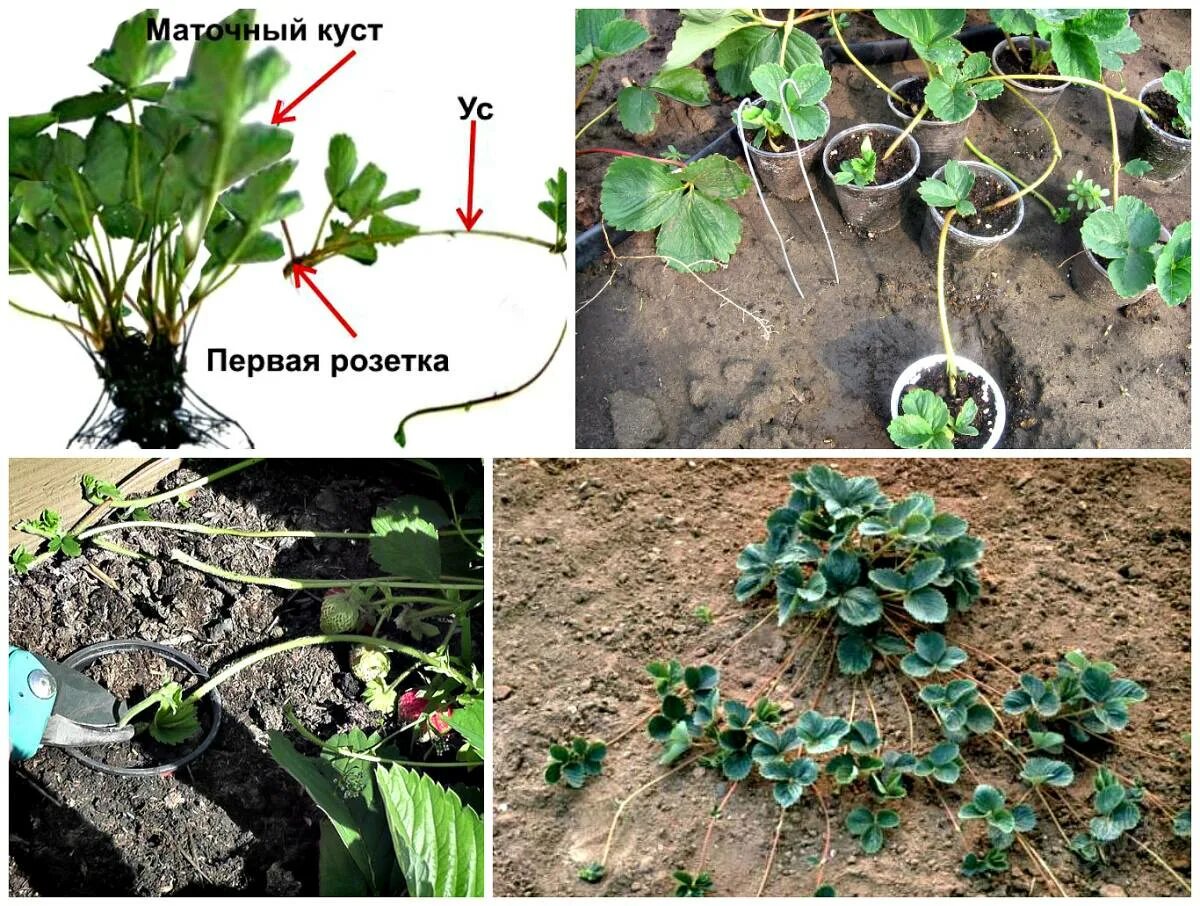 Какую клубнику можно пересаживать. Ремонтантная земляника размножается усами. Как сажать усы клубники. Укорененные усы клубники. Размножение клубники.