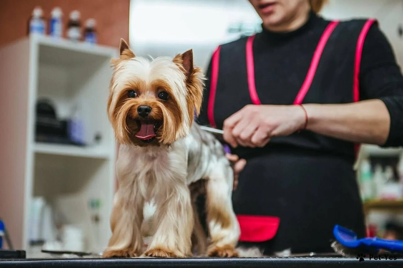 Pet груминг. Стрижка собак. Груминг собак. Грумминг для собак. Грумер для собак.