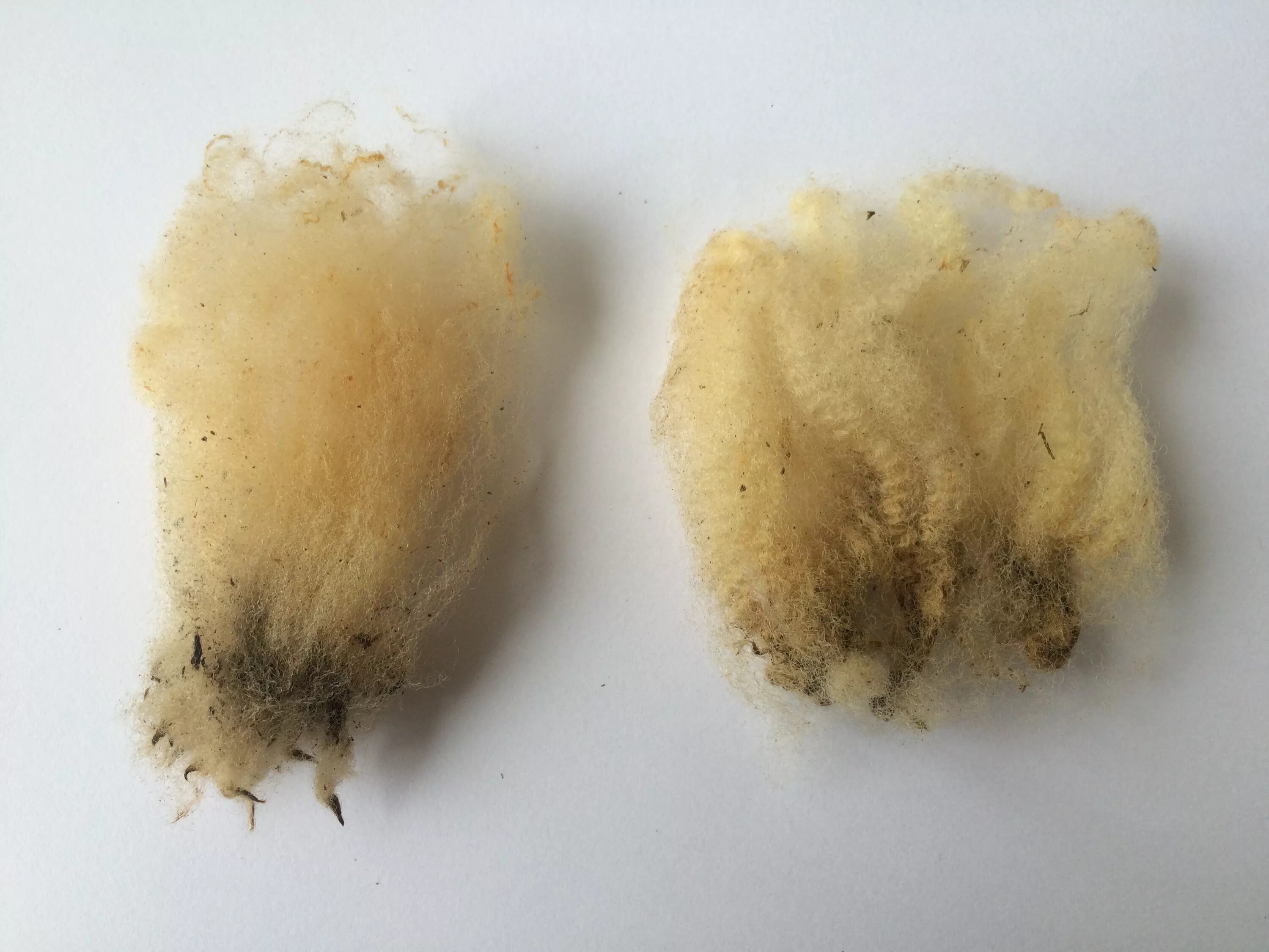 пороки овец. натуральные волокна шерсть. пороки овец. выделанная овечья шкура. коротконогость у овец.