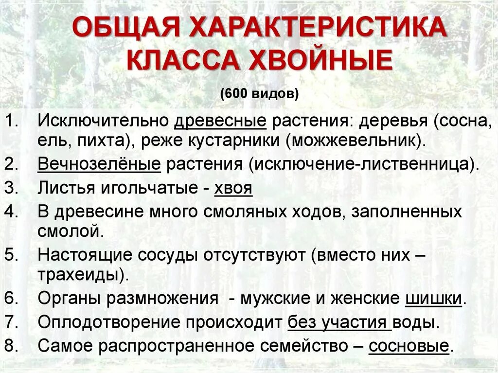 Картинки КАКОВЫ ХАРАКТЕРНЫЕ ПРИЗНАКИ ХВОЙНЫХ