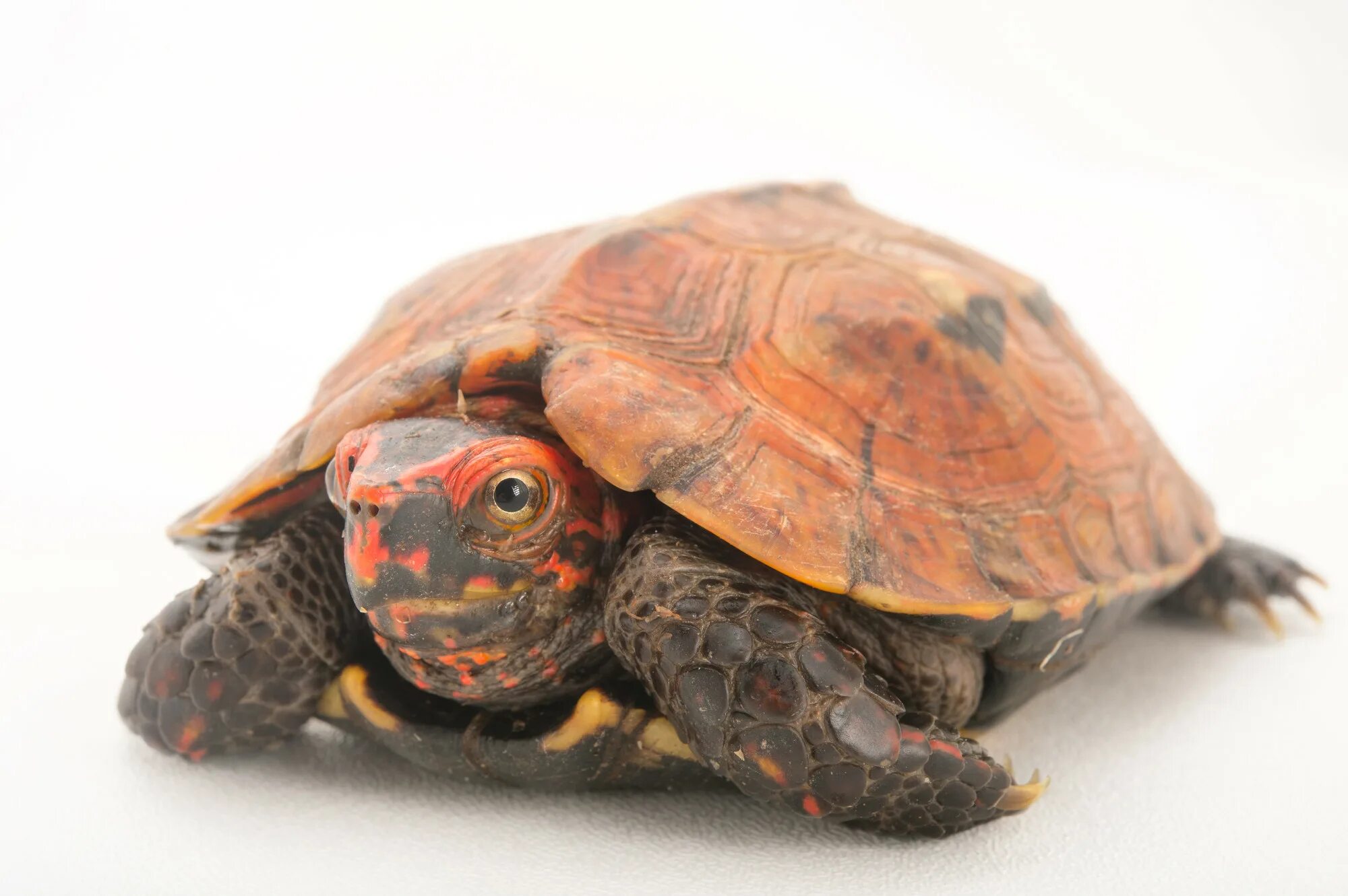 Turtle отзывы. Rhinoclemmys rubida. Geoemyda japonica. Черепаха с красными глазами порода. Виды черепах с красными глазами.