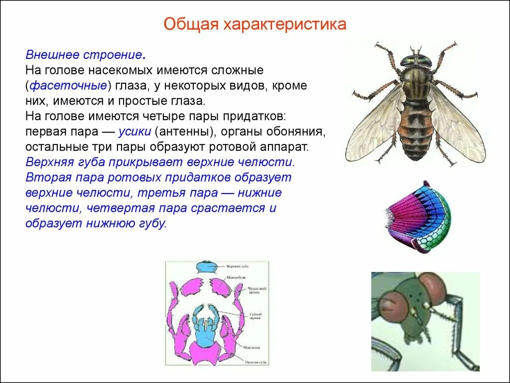 Три особенности насекомых. Общая характеристика класса насекомые 7 класс биология. Класс насекомые внешнее строение насекомых 7 класс. Общая характеристика строения класса насекомых. Общая характеристика насекомых 8 класс.