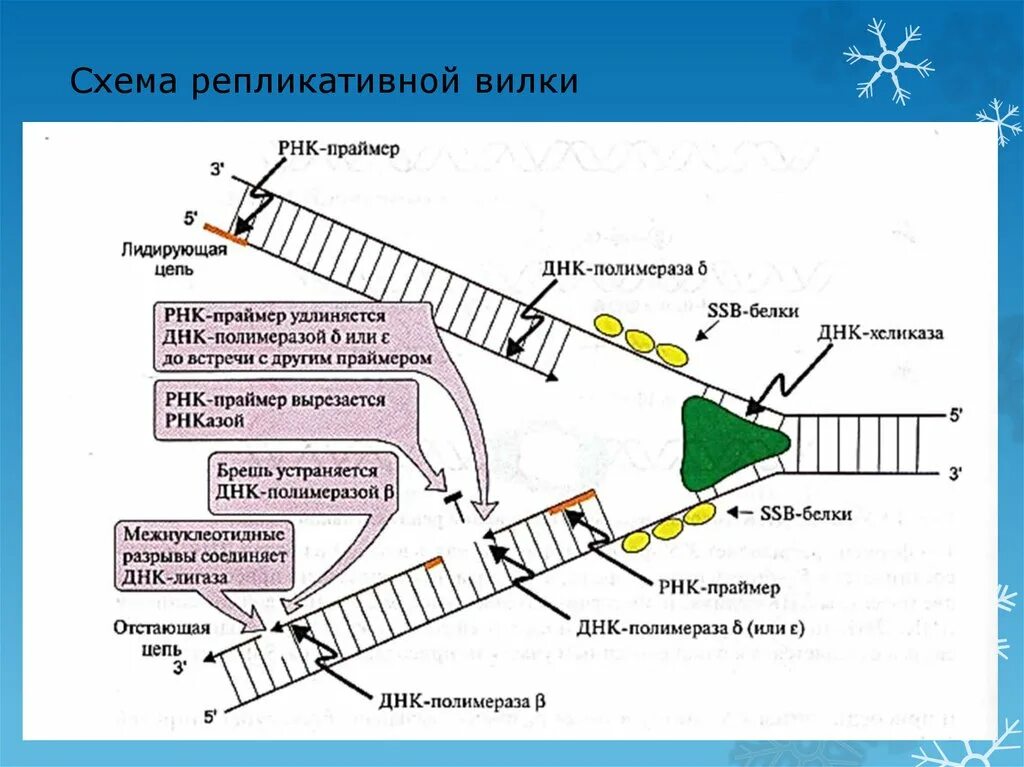 Праймер биология. Схема репликативной вилки ДНК. Репликация ДНК репликативная вилка. Схема репликации ДНК Репликационные вилки. Синтез ДНК репликация биохимия.