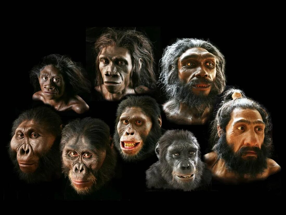 Эволюция Дарвин хомо. Хомо сапиенс обезьяна. Хомо сапиенс Эволюция женщины. Приматы гоминиды. Предки людей виды