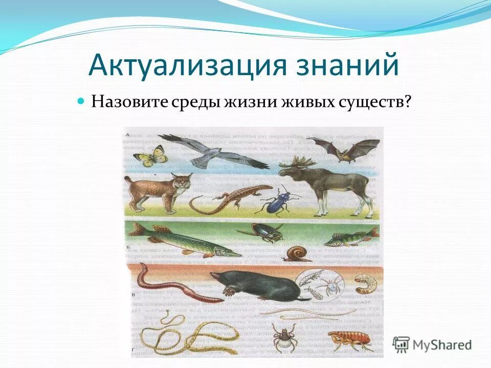 Условия водной среды. Условия жизни животных. Среды жизни. Условия необходимые для жизни растений. Условия жизни растений 6 класс.