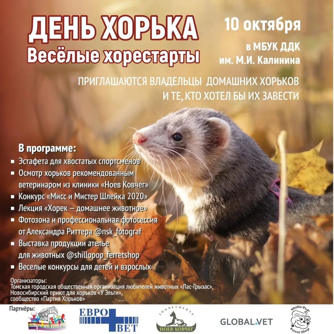 Чем можно кормить хорьков. Хорек желтый. Открытка с днем хорька. В течение дня хорь не раз. В течение военных событий произошли резкие изменения.