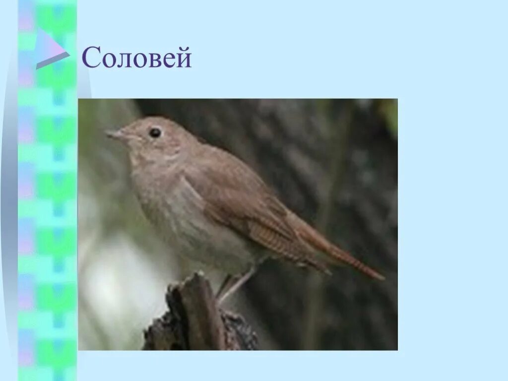 Соловей зимует. Соловей птица 1 класс. соловей окружающий мир 1 класс. соловей зимовка. где зимует соловей.