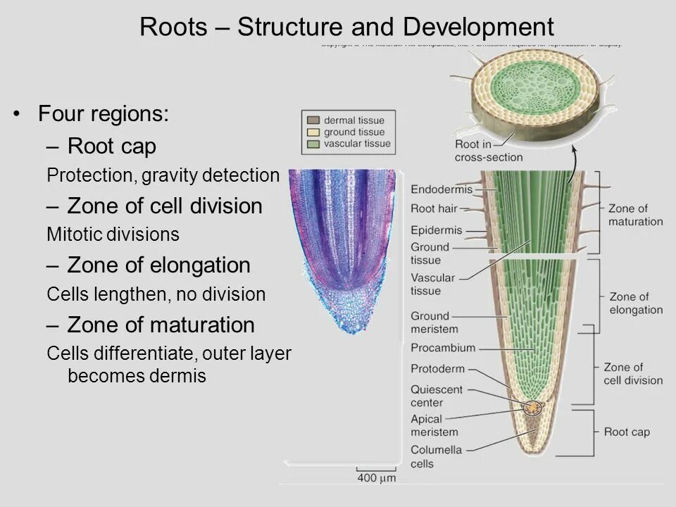 Root cap cells. Каллюс у растений. Root development. The structure of the plant root. Root development.