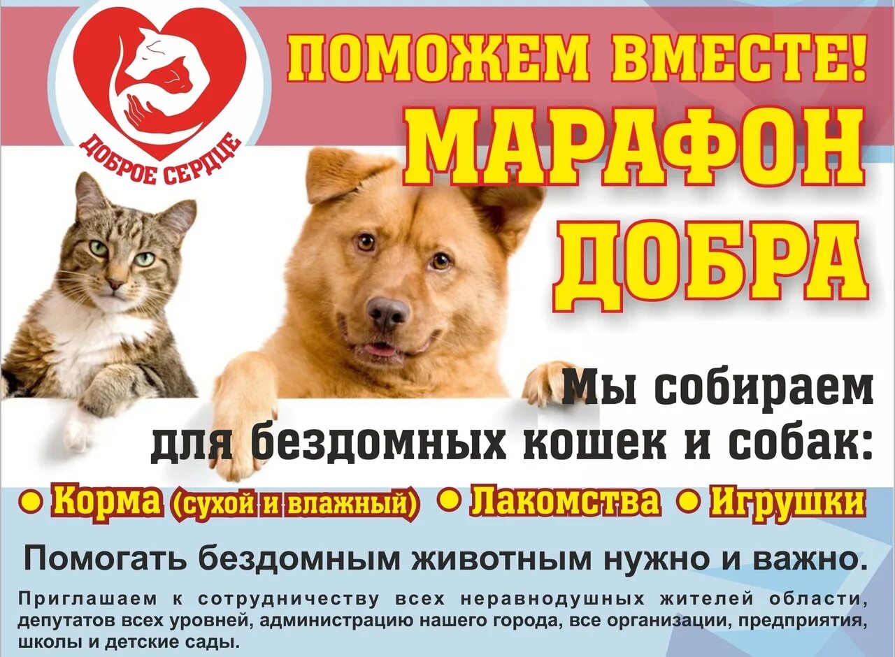 Фонд 4 лапы. Акция принеси корм для животных. Четыре лапы стерлитамак помощь бездомным. Зоохелп33. Четыре лапы.