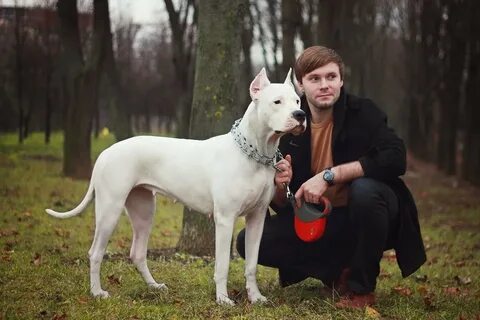 Возраст дога
