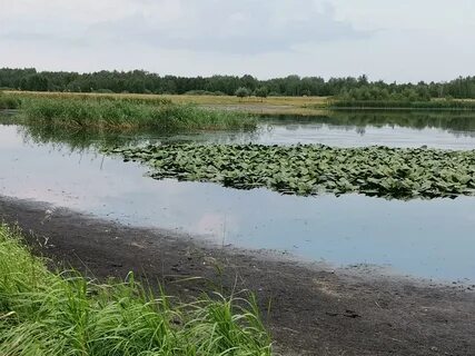 Заросшее озеро