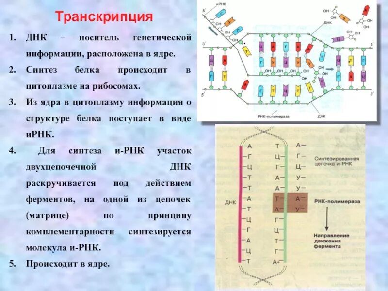Передача генетической информации из ядра в цитоплазму