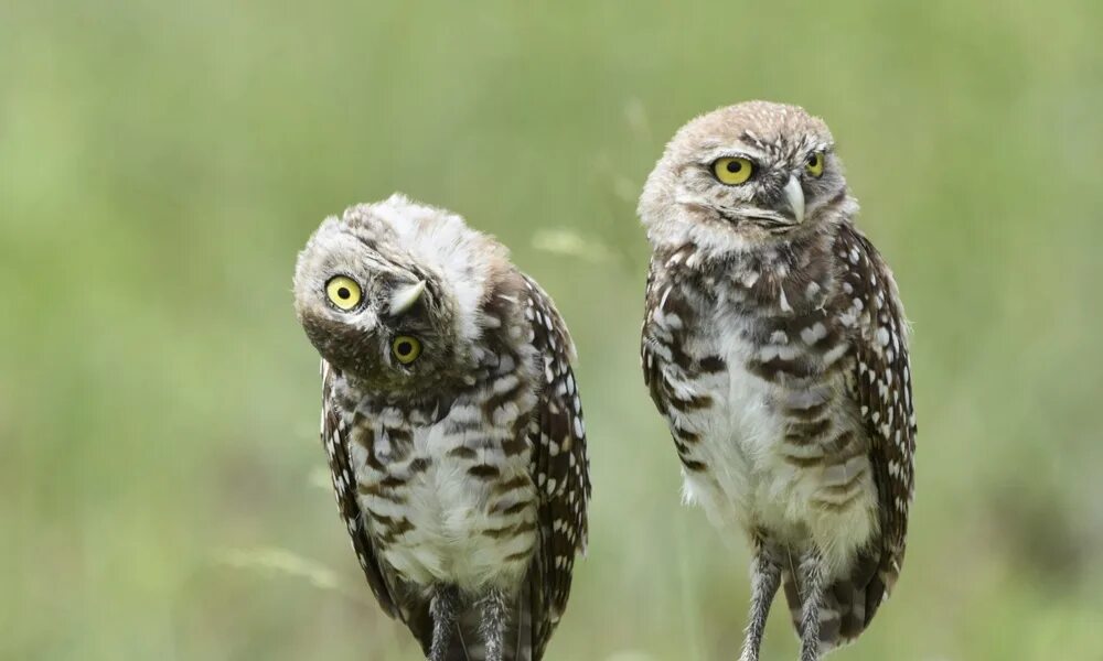 совы. милые совы. два филина. совята кроличий сыч. филин и сова.