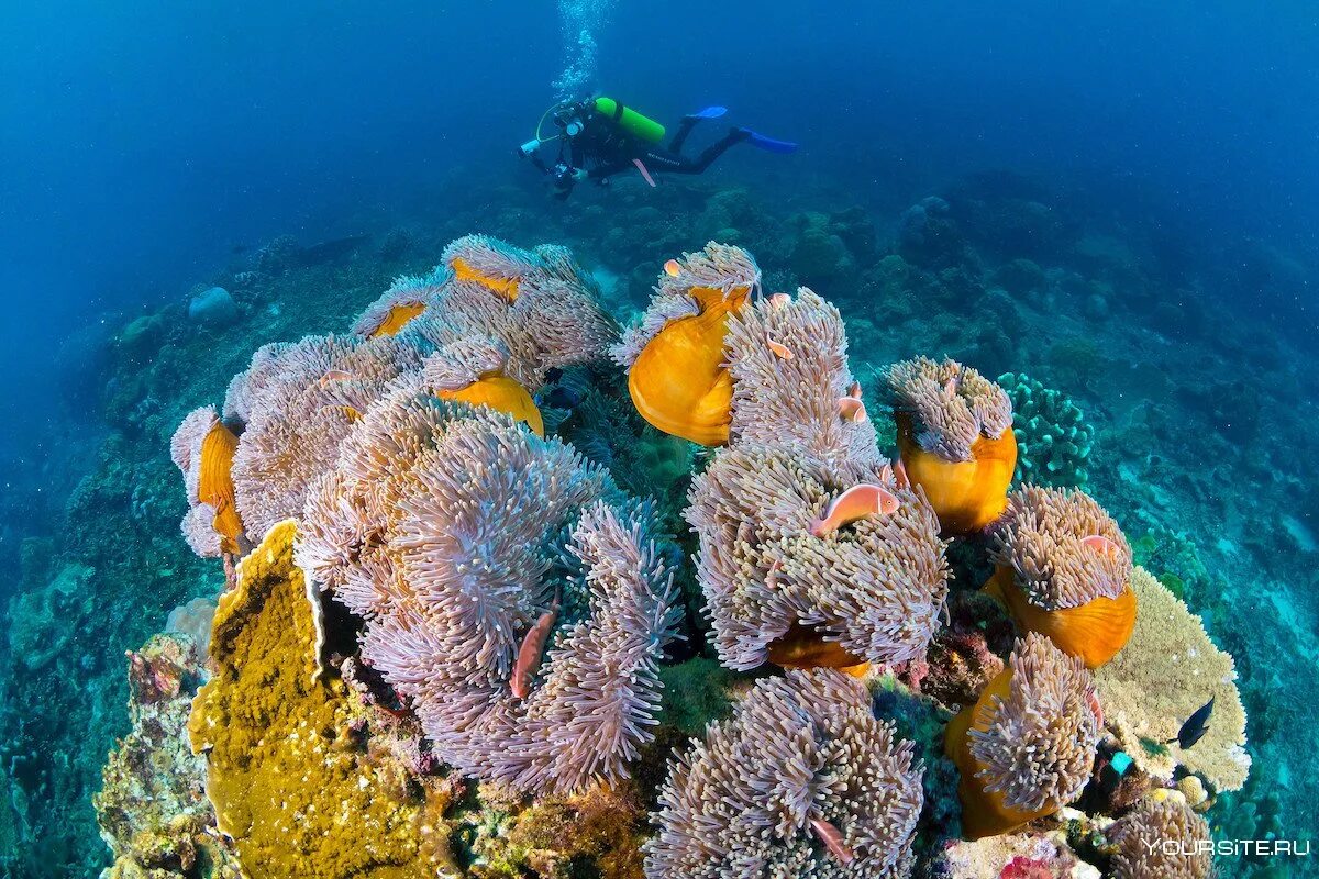 Коралловые рифы являются. Нингалу коралловый риф. Риф Нингалу Австралия. Нингалу Австралия кораллы. Барьерный риф Мексики.