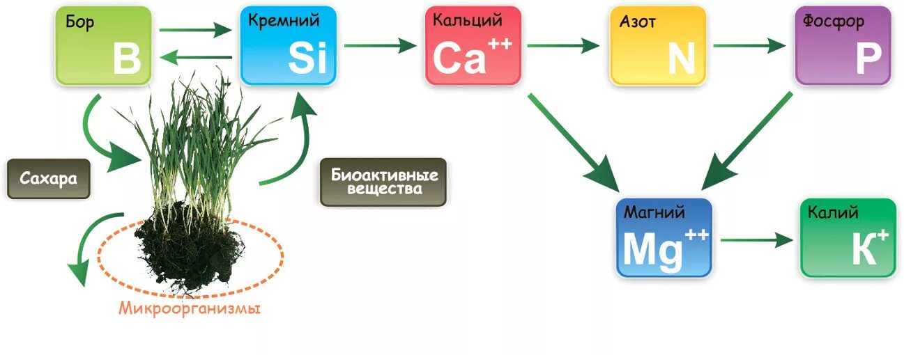 Plant в прошедшем. Удобрение калий фосфор магний азот. Удобрения для растений фосфора калия и азота. Азот фосфор калий для растений. Калий магний фосфор для растений.