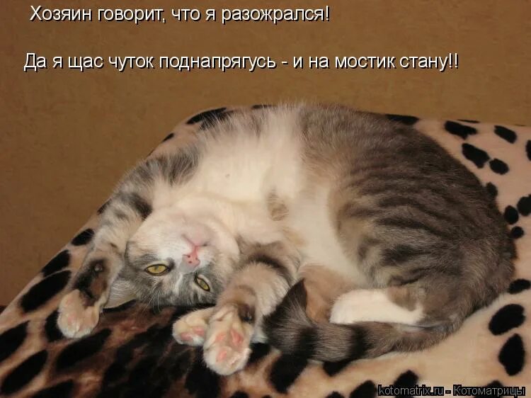 со своими причудами. хозяин говорит. хозяин сказал едем на природу. кот мяу. смеющийся пес.