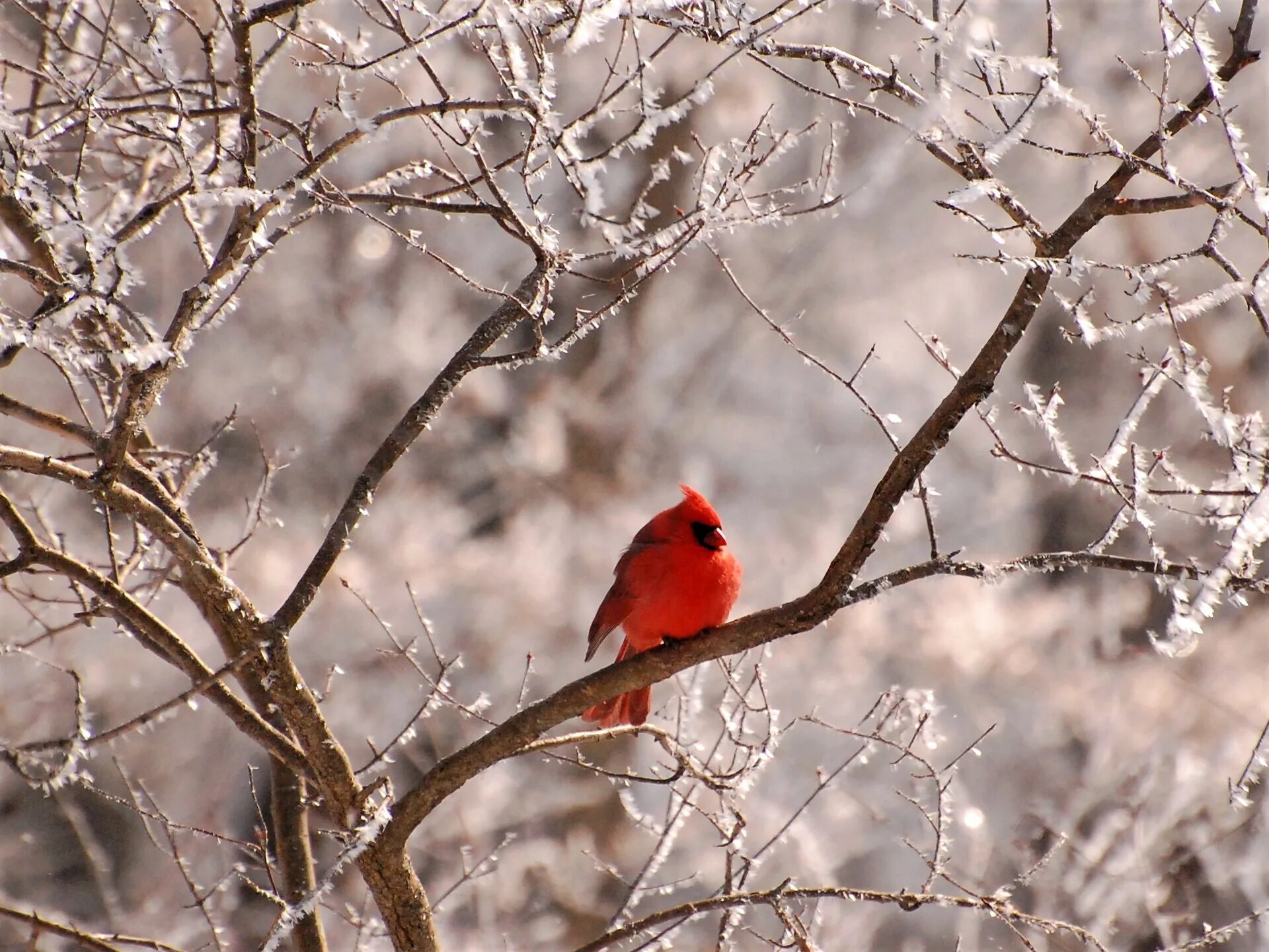 Птица красная зимующая