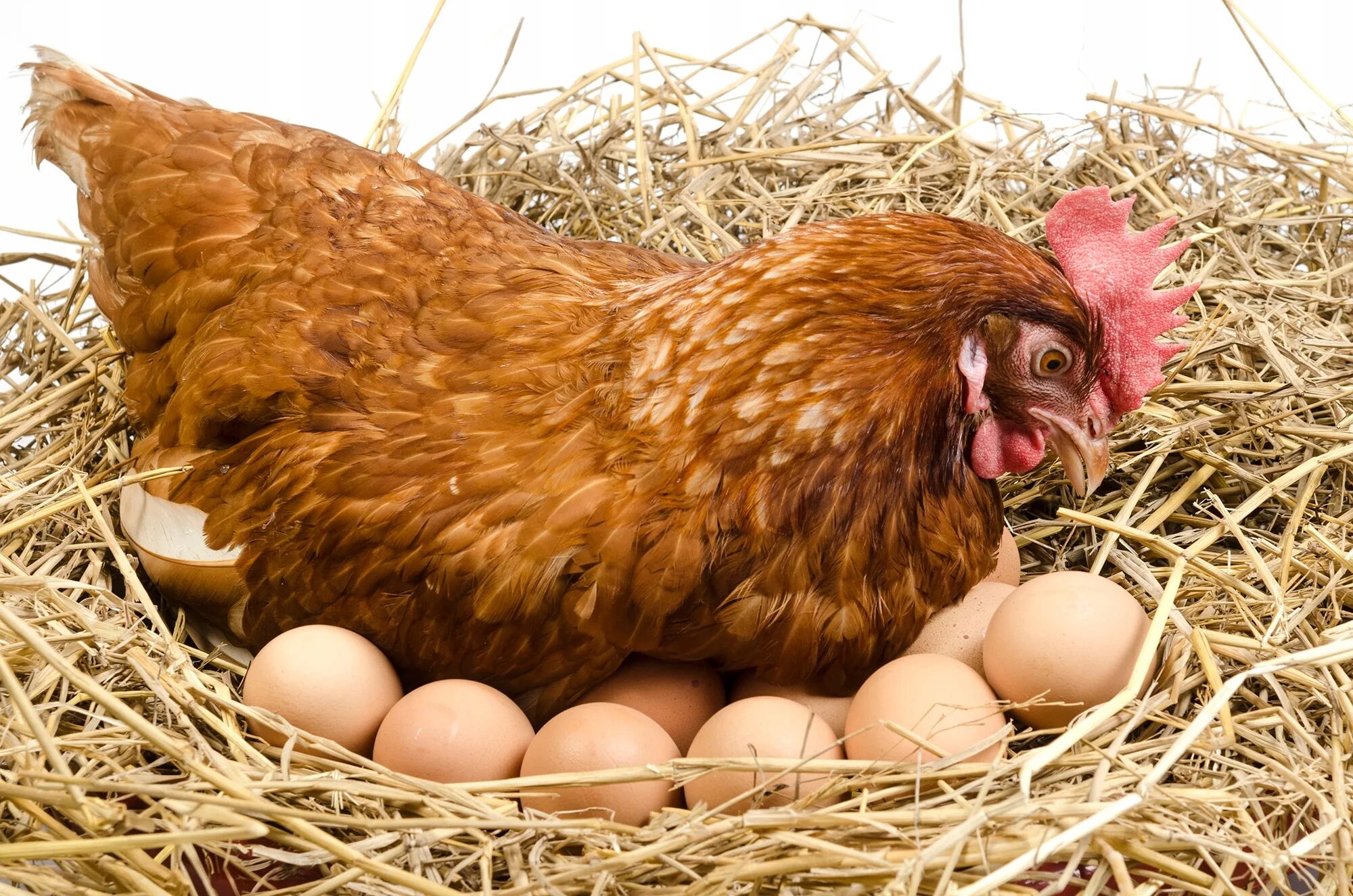 Видеть во сне цыплят. Курочка сидит в гнезде. Деревенская курица и яйца. Курочка в гнезде яичко в курочке. Курица на гнезде для фотошопа.
