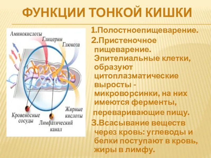 Как работает кишечник человека? Строение и функции кишечника. Кишечник человека: