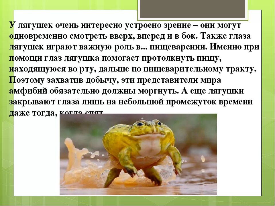 Лягушка земноводное 2 класс. Факты о лягушках. Интересные лягушки. Интересные факты о лягушках и жабах. Удивительные факты о лягушках.
