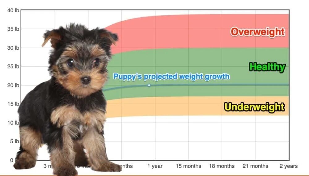 Interactive Yorkshire Terrier Growth Chart and Calculator - Puppy Weight Calcula