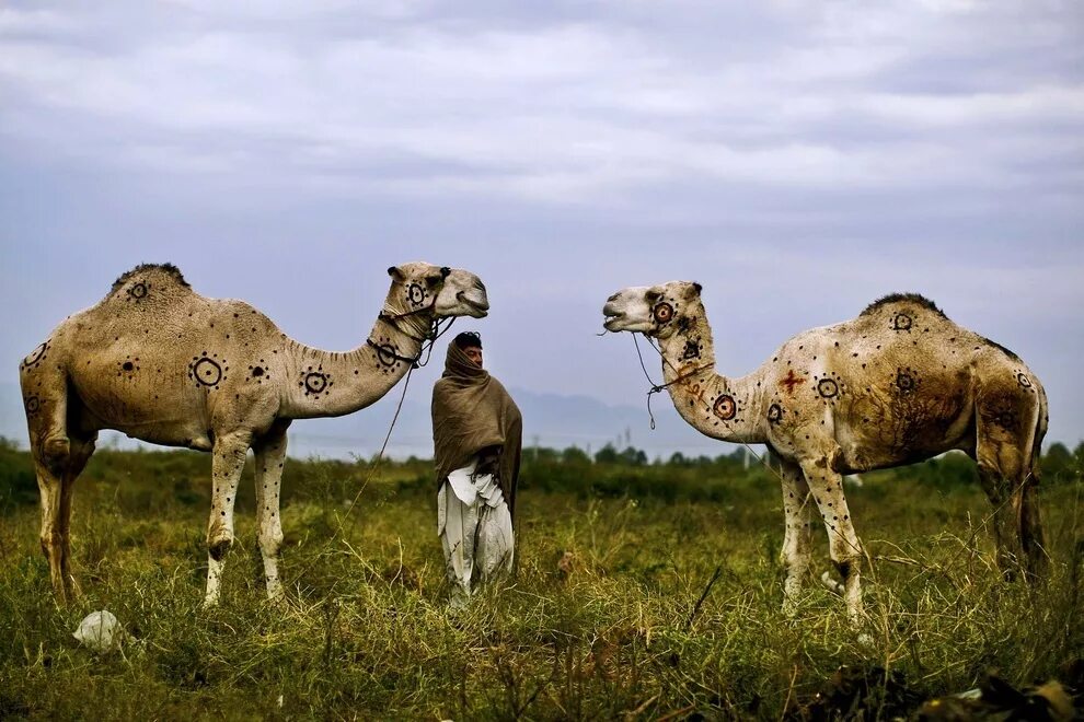 Верблюд пакистанский. Разные животные верблюд. Красный верблюд. Лучшая фотография Верблюды.