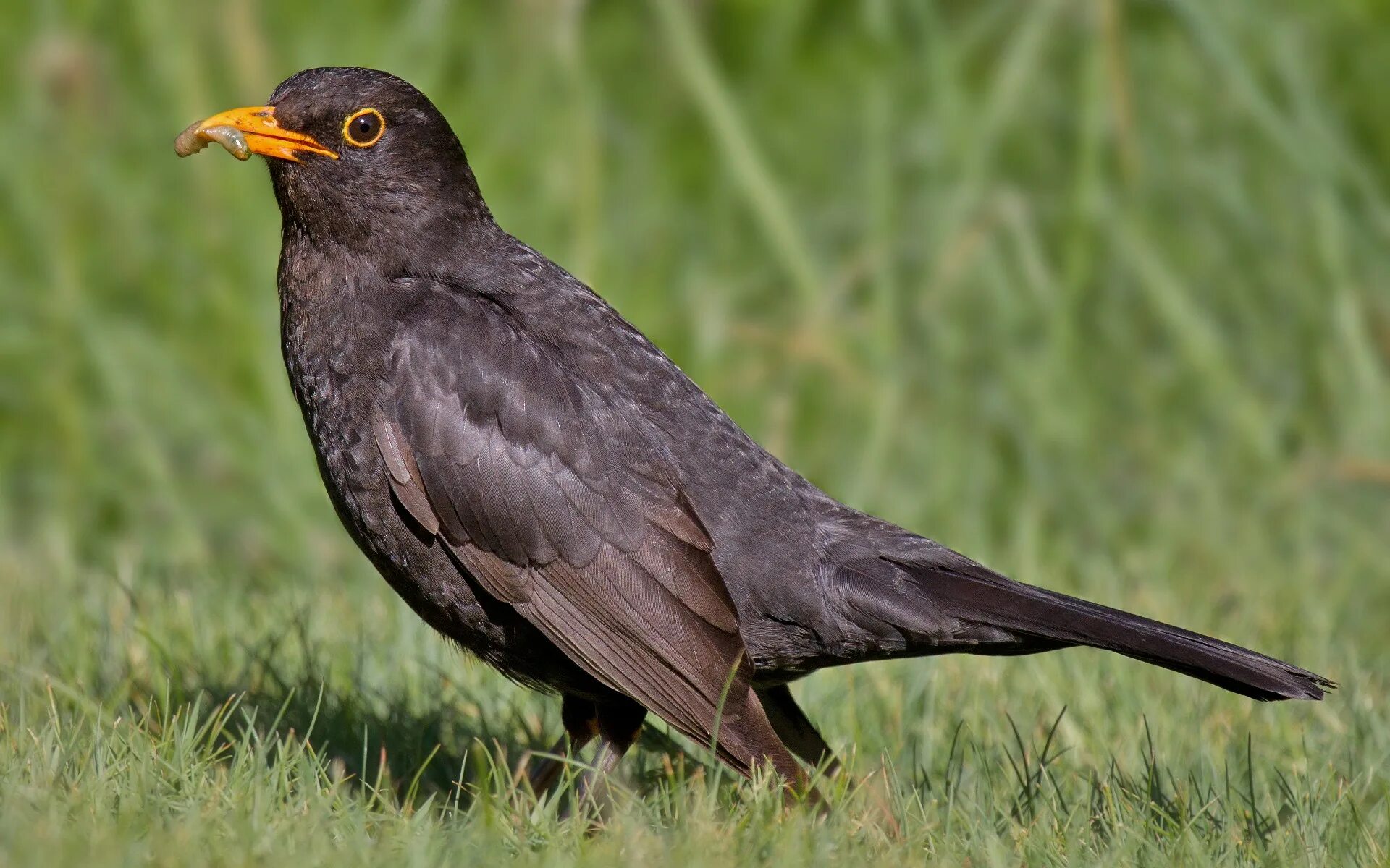 Common animal. Дрозд чёрный (turdus Merula). Желтоклювый Дрозд. Дрозд меланист. Дрозд Галка птица.