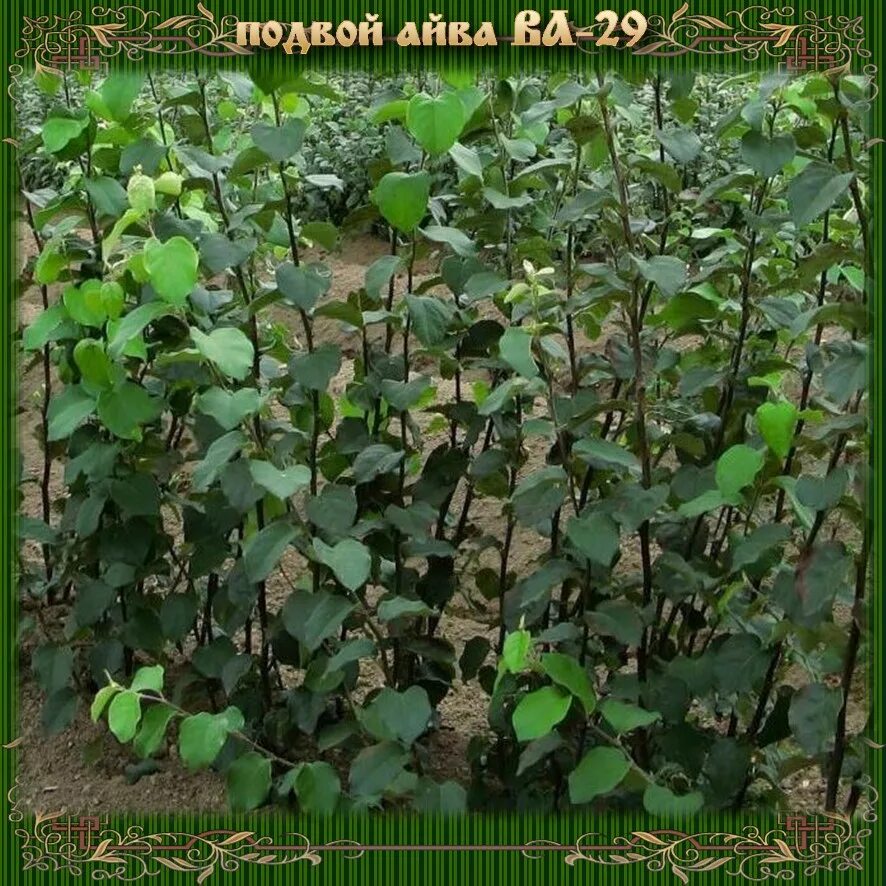 Айва s1 подвой. Подвой айва анжерская. Клоновый подвой айва анжерская. Подвой сеянец. Подвой s1.