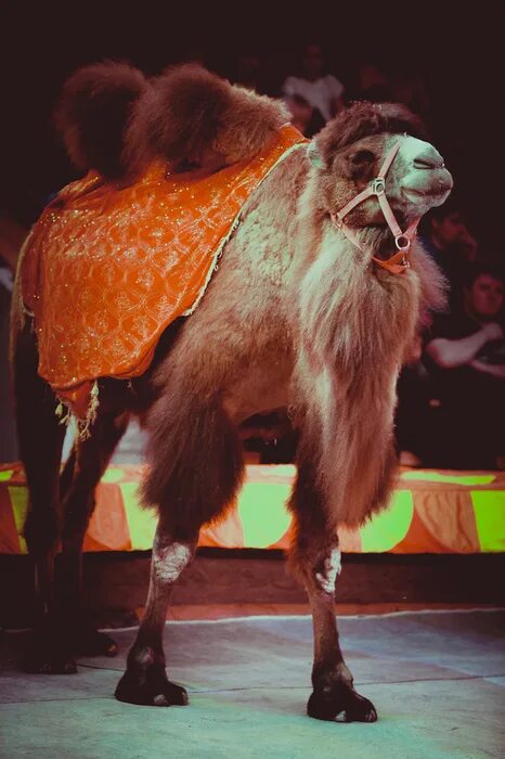 Зоопарк цирк. Клетка для животных в зоопарке. Бедные животные в зоопарке. Цирковые зоопарк. Цирк с животными.