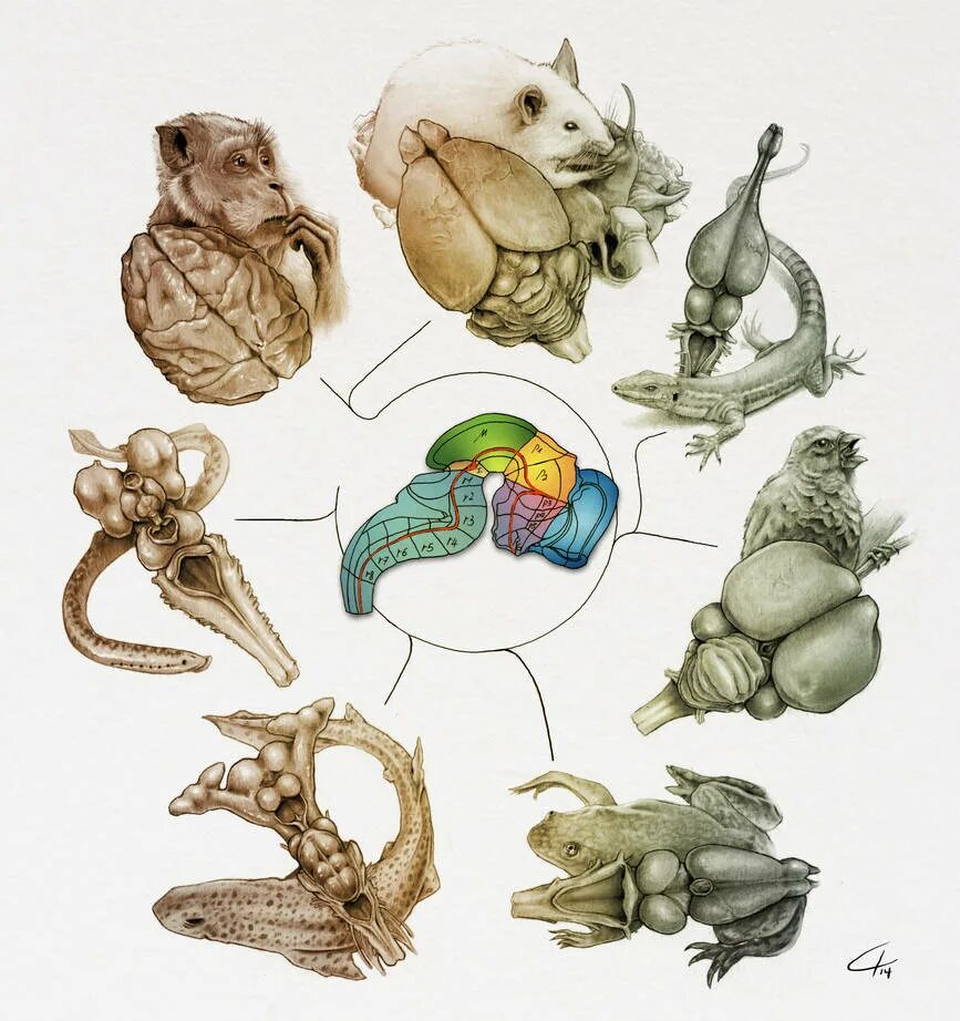Эволюция развития мозга. Мозг животного. Головной мозг животного. Эволюция головного мозга человека. Мозг человека и животных.