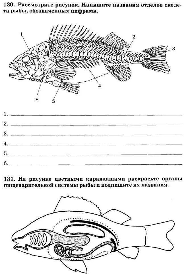 Тест по теме рыбы ответы. Внутреннее строение рыбы биология 7. Внутреннее строение рыб задание. Внутреннее строение рыбы 7 класс биология Пасечник. Карточка внутреннее строение рыбы.