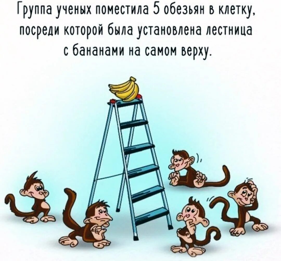 Про обезьян и бананы. Эксперимент с обезьянами и бананом. Обезьяна на лестнице. Эксперимент с обезьянами и бананом и холодной водой. Эксперимент лестница и обезьяна.